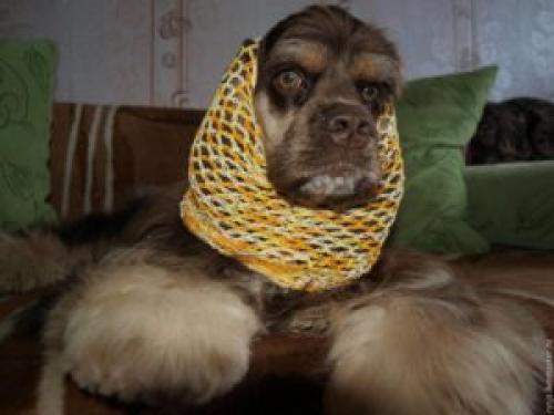Как связать шапочку или шарф для собаки: советы и рекомендации. Шапки для собак своими руками
