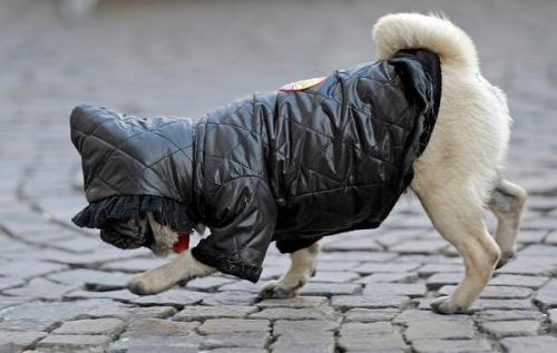 В чем разница между вязаным комбинезоном и обычным свитером для собаки. Виды одежды для собак