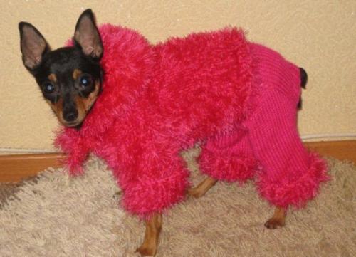 Можно ли использовать вязаный комбинезон для собаки в любое время года. Есть ли в этом необходимость