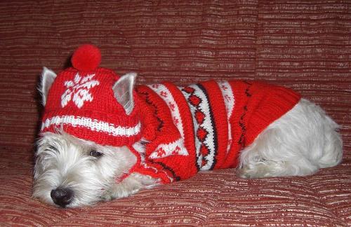 Как связать шапочку или шарф для собаки: советы и рекомендации. Шапки для собак своими руками
