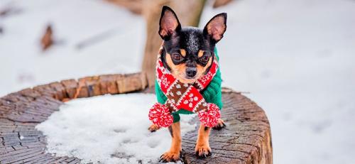 Как выбрать подходящий узор для одежды чихуахуа. Основные факторы выбора