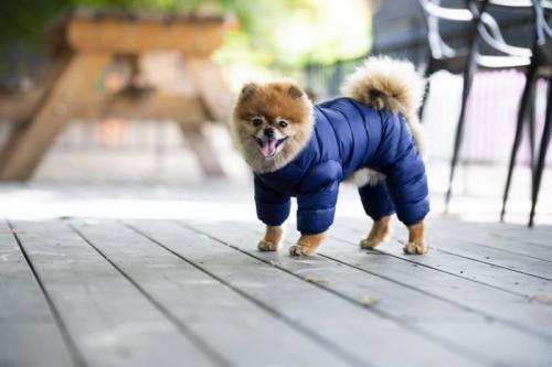 Какие детали в одежде для собак требуют особого внимания при пошиве по схеме. Выкройка комбинезона для собаки —, как построить выкройку и сшить комбинезон пошагово с фото: для чихуахуа, йорка, собак крупных пород