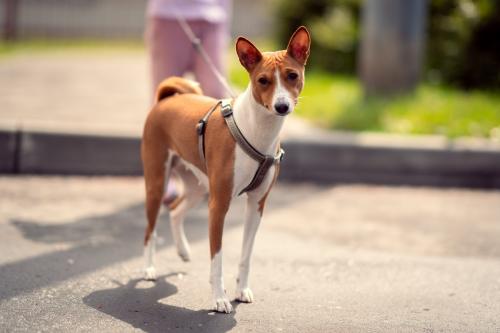 Уютные вещи для вашего маленького друга: вязание для собак мелких пород спицами и крючком 02 Уютные вещи для вашего маленького друга: вязание для собак мелких пород спицами и крючком 02