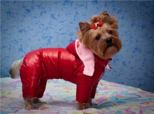 Можно ли использовать вязаный комбинезон для собаки в любое время года. Есть ли в этом необходимость