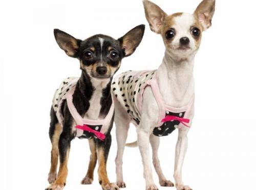 Можно ли шить свитер для питомца самостоятельно. Одежда для собак своими руками выкройки