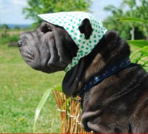 Как связать шапочку или шарф для собаки: советы и рекомендации. Шапки для собак своими руками