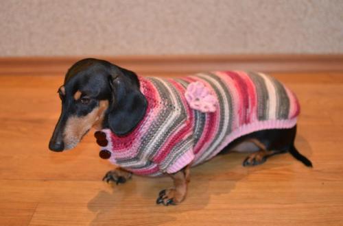 Можно ли использовать вязаный комбинезон для собаки в любое время года. Есть ли в этом необходимость