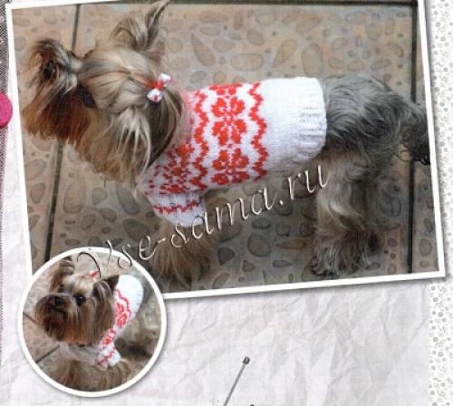 Пошаговая инструкция: как связать уютный свитер для вашей собаки спицами 01 Пошаговая инструкция: как связать уютный свитер для вашей собаки спицами 01