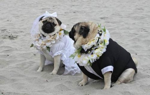 В чем разница между вязаным комбинезоном и обычным свитером для собаки. Виды одежды для собак