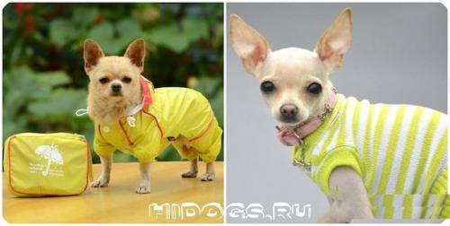 Связать для чихуахуа одежду своими руками: пошаговое руководство для начинающих 08 Связать для чихуахуа одежду своими руками: пошаговое руководство для начинающих 08