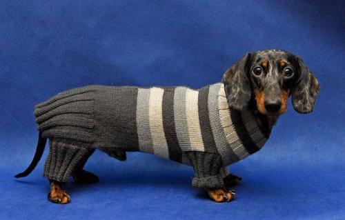 Какие детали в одежде для собак требуют особого внимания при пошиве по схеме. Выкройка комбинезона для собаки —, как построить выкройку и сшить комбинезон пошагово с фото: для чихуахуа, йорка, собак крупных пород