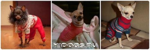 Связать для чихуахуа одежду своими руками: пошаговое руководство для начинающих 10 Связать для чихуахуа одежду своими руками: пошаговое руководство для начинающих 10
