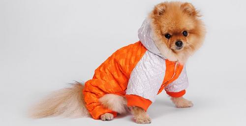 Какие модели одежды для маленьких собак самые популярные и почему. Petmax – популярный бренд одежды для собак