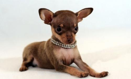 Базовый свитер для собак малых пород. Особенности снятия мерок с маленьких собак