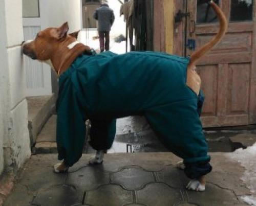 Популярные схемы вязаной одежды для больших собак: как связать своими руками 02