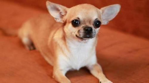 Базовый свитер для собак малых пород. Особенности снятия мерок с маленьких собак