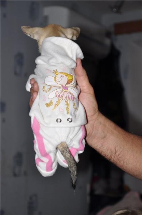 Пошаговая инструкция: как сшить и связать одежду для вашего чихуахуа своими руками 02 Пошаговая инструкция: как сшить и связать одежду для вашего чихуахуа своими руками 02