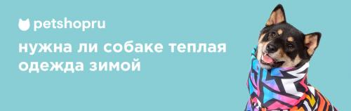 Можно ли использовать базовый свитер для собак в качестве основного слоя в холодное время года. Нужна ли вашей собаке одежда и обувь зимой? Читайте ответ ветеринара!