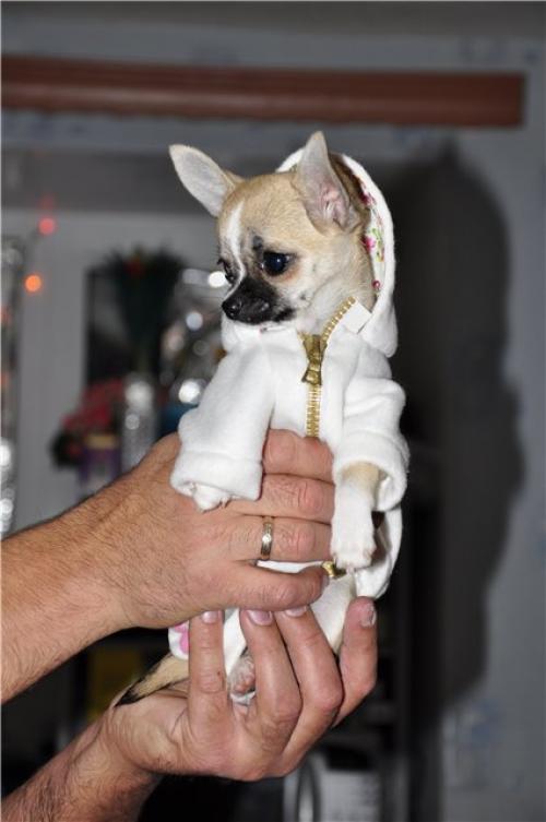 Пошаговая инструкция: как сшить и связать одежду для вашего чихуахуа своими руками 01 Пошаговая инструкция: как сшить и связать одежду для вашего чихуахуа своими руками 01