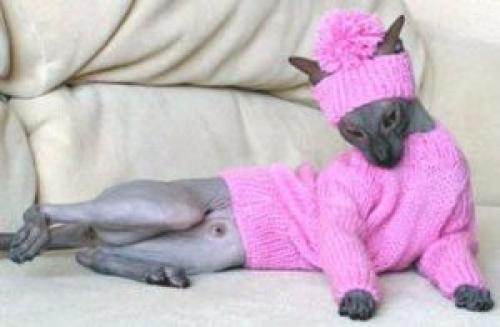 Как правильно подобрать цвет пряжи для свитера вашего питомца. Свитер для кошки крючком