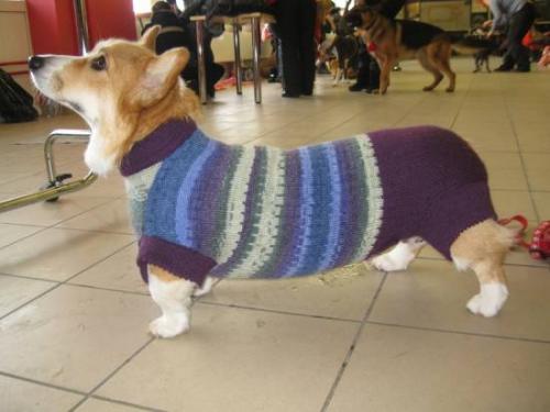 Как убедиться, что свитер будет комфортным для собаки. О том, как выбрать свитер для собаки