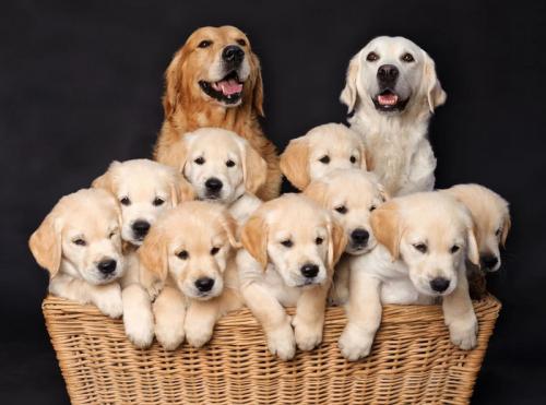 Можно ли адаптировать схемы для собак других пород или размеров. Почему из простого скрещивания двух пород не получится новая? Как устроен процесс создания новой породы?