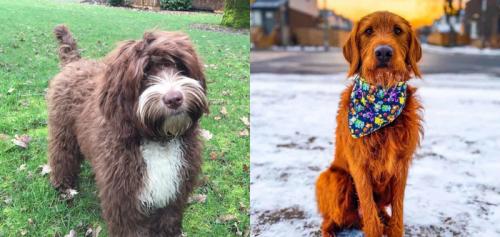 Можно ли адаптировать схемы для собак других пород или размеров. Почему из простого скрещивания двух пород не получится новая? Как устроен процесс создания новой породы?