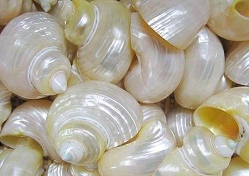 Каким лаком покрыть ракушки, чтобы блестели. Покрытие ракушек лаком 01 Каким лаком покрыть ракушки, чтобы блестели. Покрытие ракушек лаком 01