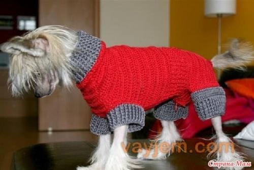 Какие схемы вязания для собак самые популярные. Милый комбинезон
