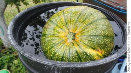 Как определить, что кабачки полностью высушены. Как сохранить кабачки подольше. Размышления о рекомендациях и своём опыте, который cын ошибок...