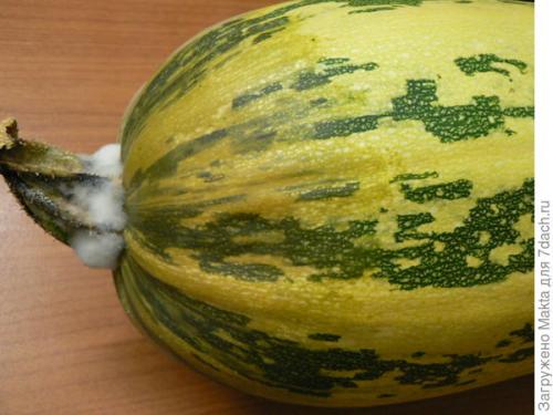 Как определить, что кабачки полностью высушены. Как сохранить кабачки подольше. Размышления о рекомендациях и своём опыте, который cын ошибок...