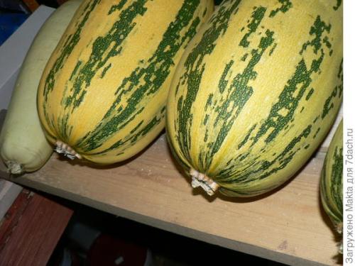 Как определить, что кабачки полностью высушены. Как сохранить кабачки подольше. Размышления о рекомендациях и своём опыте, который cын ошибок...