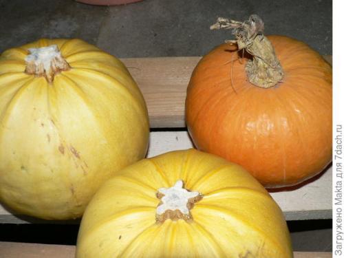 Как определить, что кабачки полностью высушены. Как сохранить кабачки подольше. Размышления о рекомендациях и своём опыте, который cын ошибок...