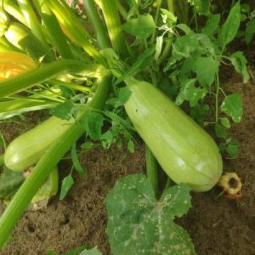 Как проверить, правильно ли высушены кабачки. Когда убирать кабачки