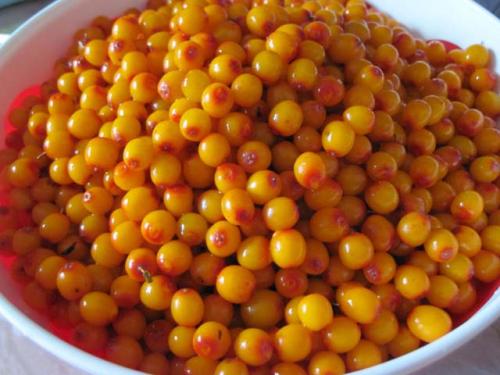 Живое варенье из облепихи. Облепиха, протертая с сахаром для заготовки на зиму без варки