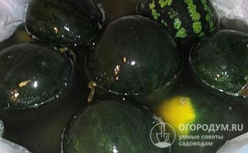 Бочковой арбуз. Как солить арбузы в бочках