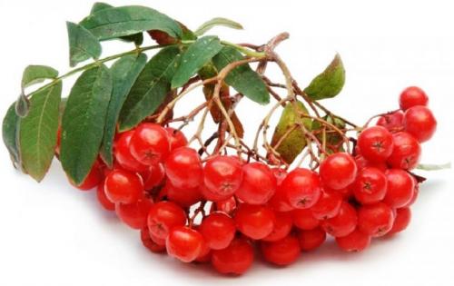 Что можно сделать из плодов красной рябины. Варенье из красной рябины 09