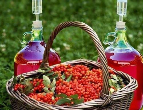 Вино из красной рябины