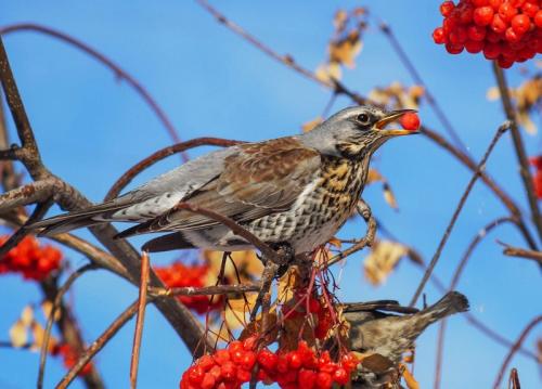 Что можно сделать из плодов красной рябины. Варенье из красной рябины 04