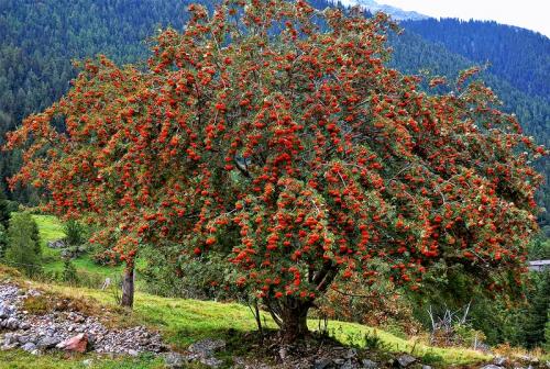 Что можно сделать из плодов красной рябины. Варенье из красной рябины 03