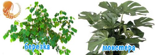 Комнатные растения по знаку зодиака. Комнатные цветы по знакам зодиака