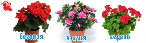 Комнатные растения по знаку зодиака. Комнатные цветы по знакам зодиака