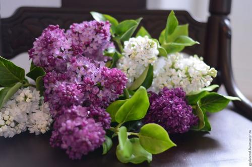 Какие растения посадить дома по знаку зодиака. Рак (22 июня — 22 июля) 09 Какие растения посадить дома по знаку зодиака. Рак (22 июня — 22 июля) 09
