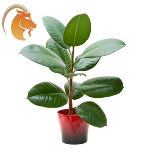 Комнатные цветы по знаку зодиака. Комнатные цветы по знакам зодиака