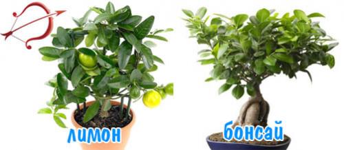 Комнатные цветы по знаку зодиака. Комнатные цветы по знакам зодиака