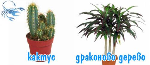 Комнатные цветы по знаку зодиака. Комнатные цветы по знакам зодиака