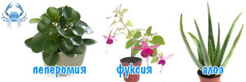 Комнатные цветы по знаку зодиака. Комнатные цветы по знакам зодиака