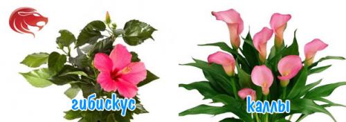 Комнатные цветы по знаку зодиака. Комнатные цветы по знакам зодиака