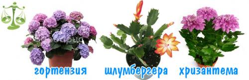 Комнатные цветы по знаку зодиака. Комнатные цветы по знакам зодиака