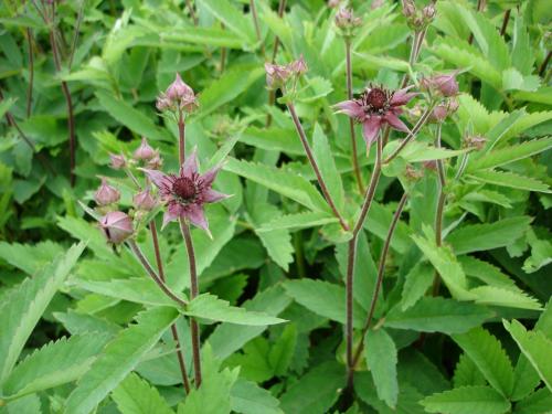 Сабельник для заживления ран: новый способ лечения ран 02 Сабельник для заживления ран: новый способ лечения ран 02